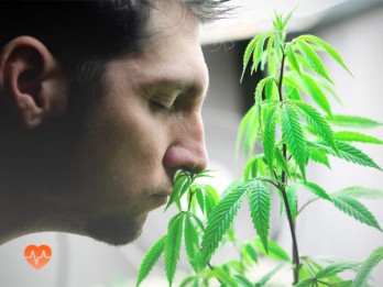 Детоксикация от марихуаны в Ржеве